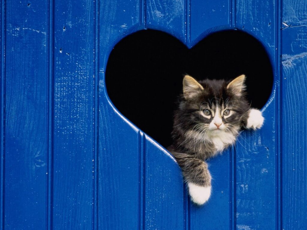 Charming Fluffy Kitten in Heart-Shaped Fence – Cozy Wallpaper Background