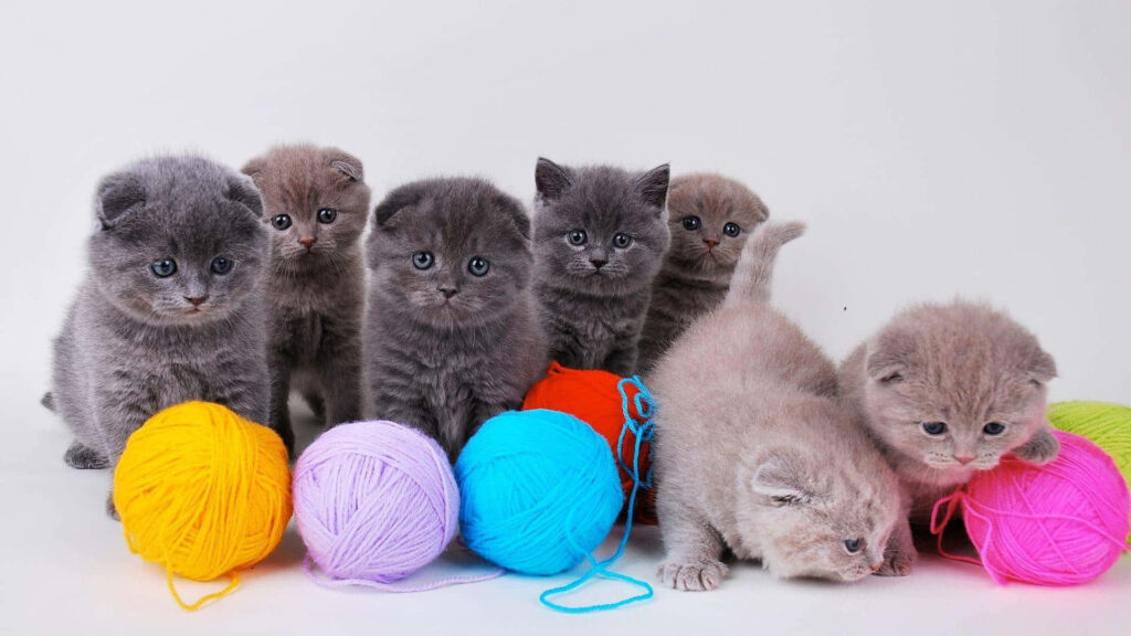 Charming Kitten Wallpaper: Fluffy Fur & Colorful Yarn Playtime