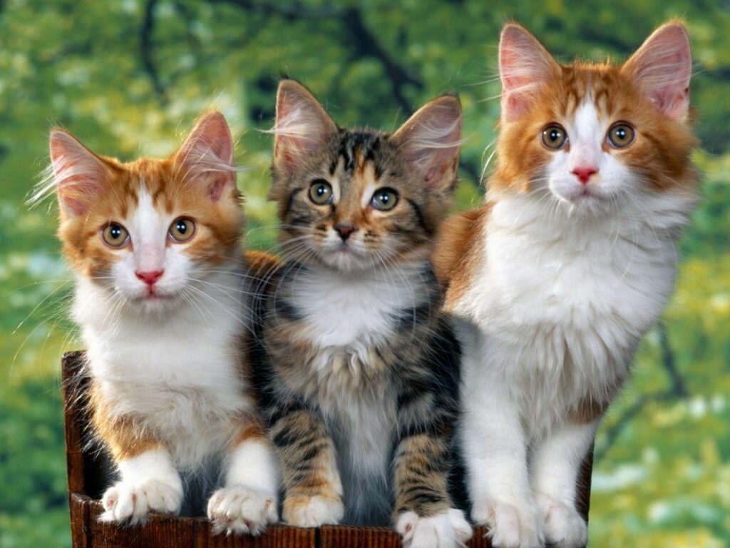 Adorable Kittens Wallpaper: Fluffy Fur & Cozy Charm in Nature