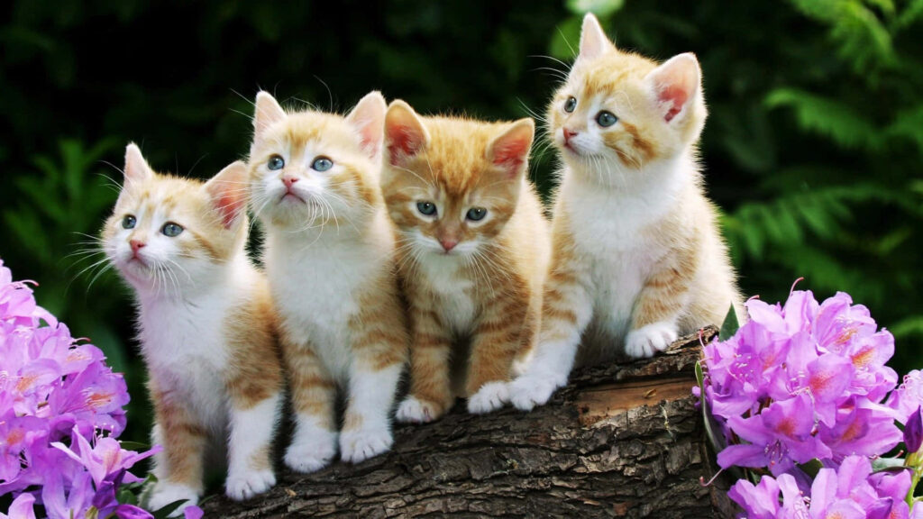 Charming Kittens on Log Amidst Purple Flowers - Serene Wallpaper