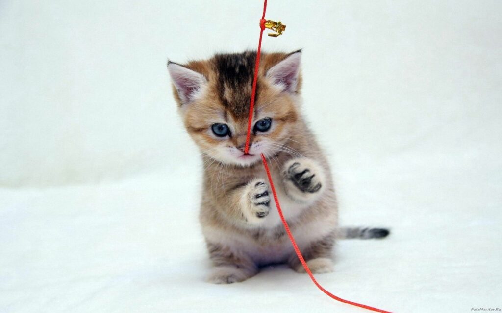Whimsical Kitten Playing with Red Thread on Soft Wallpaper