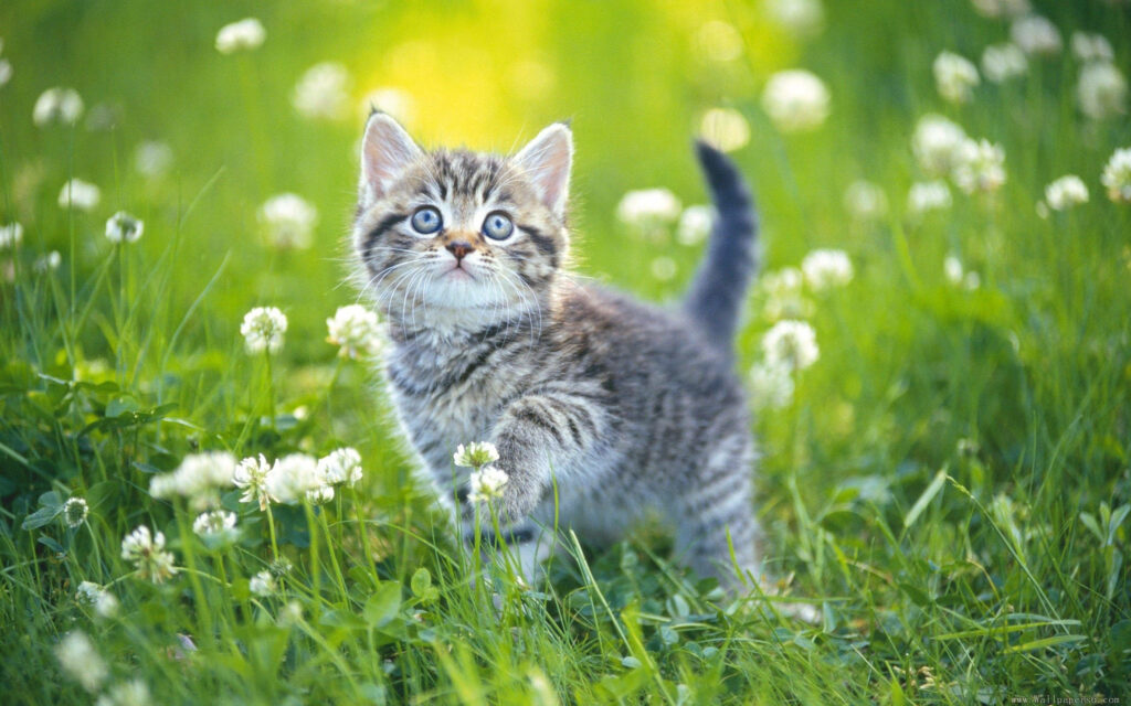 Charming Kitten in Sunlit Field - Joyful Wallpaper Background