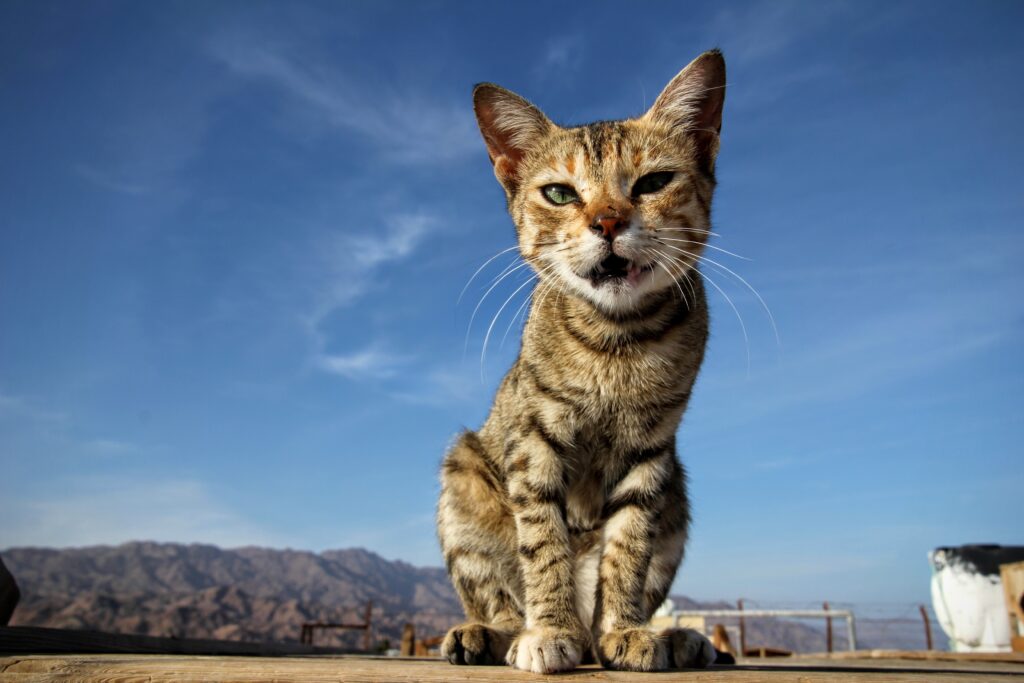 Charming Kitten Wallpaper: Poised Cat Against Blue Skies & Mountains