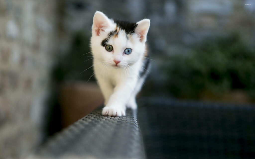 Charming Kitten with Heterochromatic Eyes on Rattan Wallpaper Background