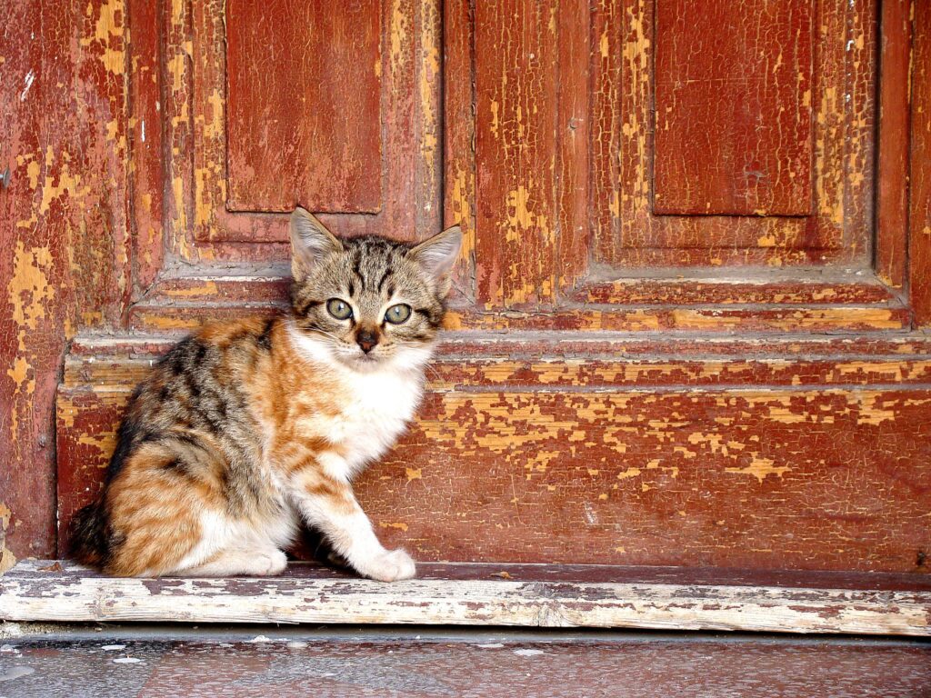 Charming Kitten by Rustic Door: A Cozy, Enchanting Scene Wallpaper