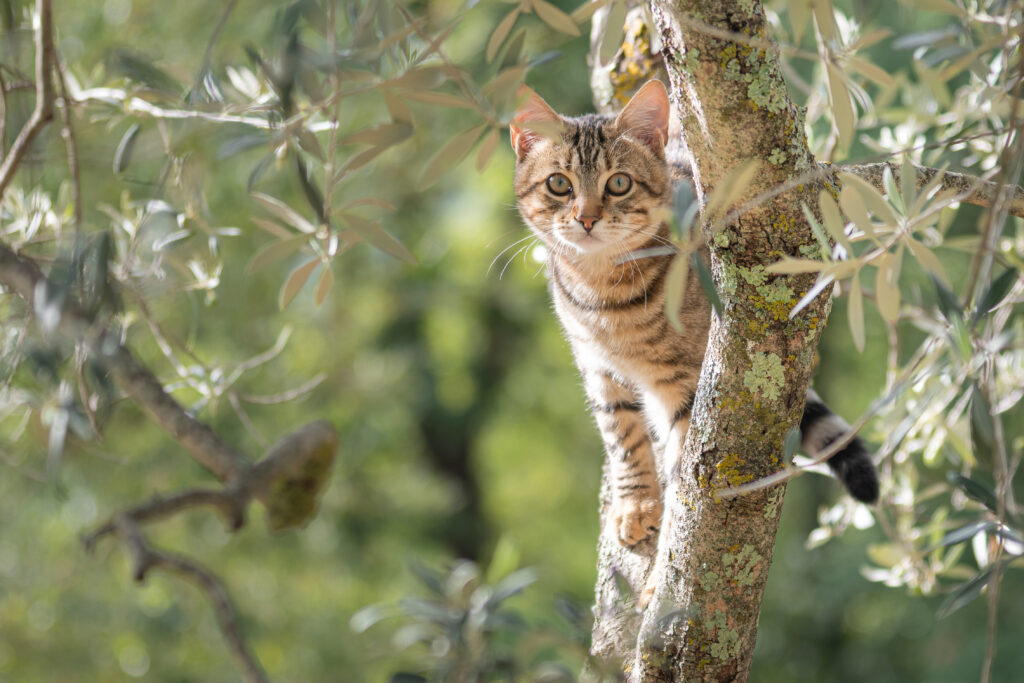 Adorable Kitten on Tree Branch: Serene Green Leaves Background Wallpaper