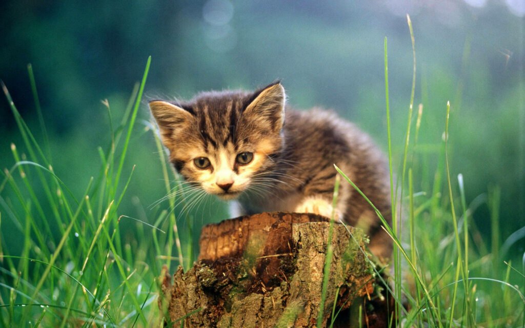 Charming Kitten on Tree Stump: Serene Wallpaper Background