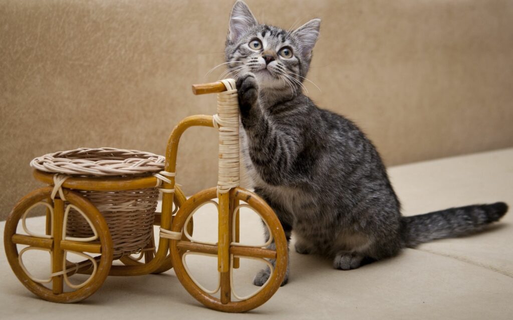 Curious Kitten Plays with Wicker Toy Bicycle: Whimsical Wallpaper