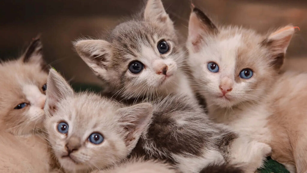 Charming Kittens Wallpaper: Adorable Furry Friends with Blue Eyes