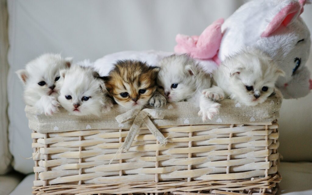 Adorable Kittens Nestled in Wicker Basket - Cute Wallpaper