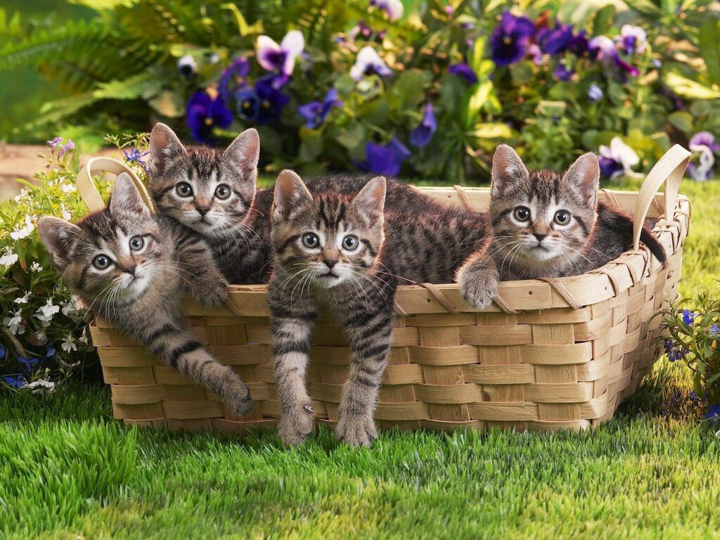Adorable Kittens in Wicker Basket Surrounded by Flowers - Whimsical Background Wallpaper
