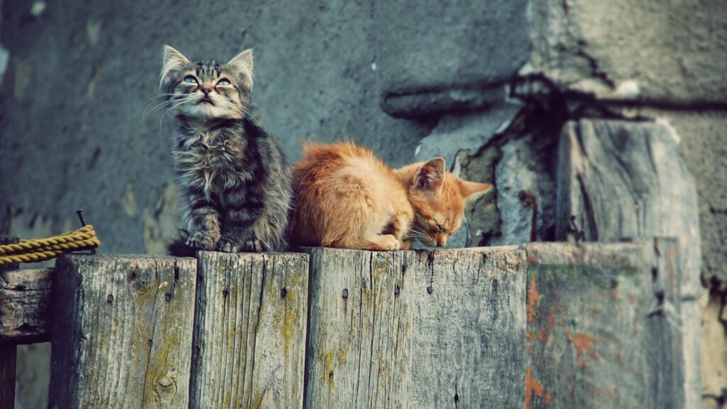 Playful Kittens on Rustic Wood: Charming 1920x1080 Wallpaper