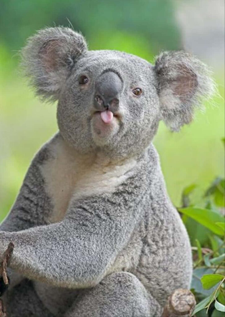 Charming Koala Bear Wallpaper: Relaxing in a Gumtree Nature Scene