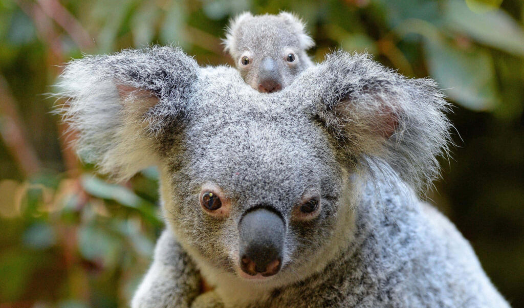 Adorable Koala Wallpaper with Soft Greenery Background