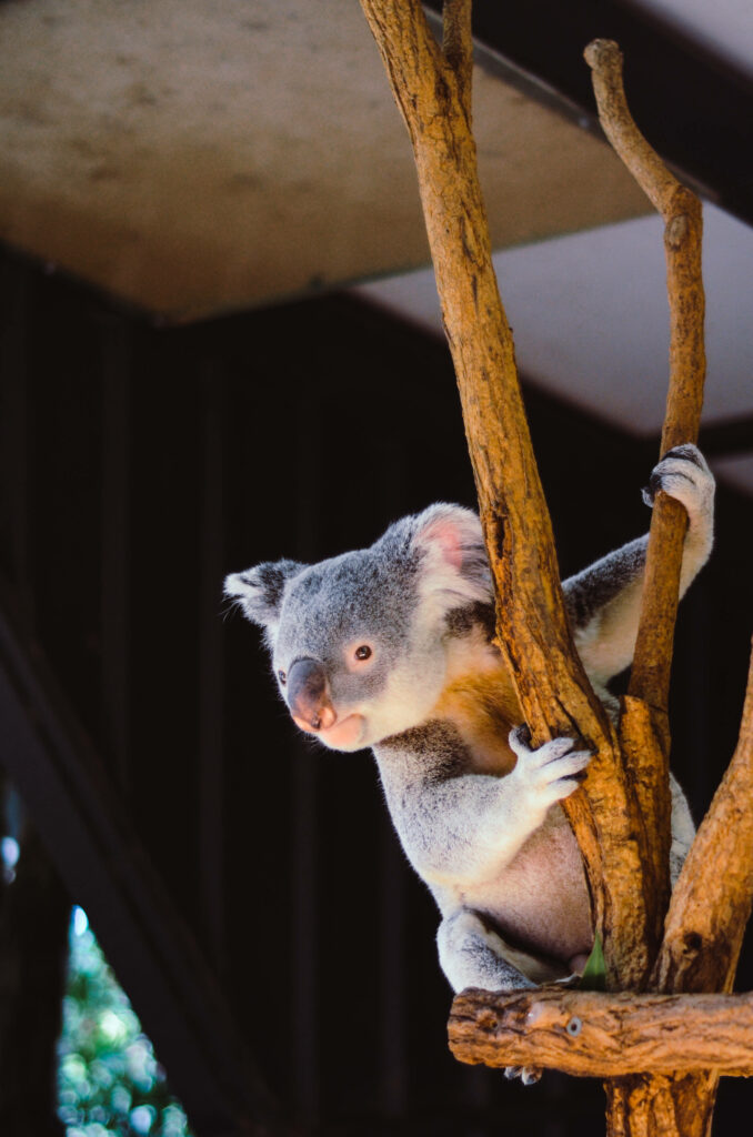 Charming Koala Wallpaper: Fluffy Ears & Textured Fur in Nature