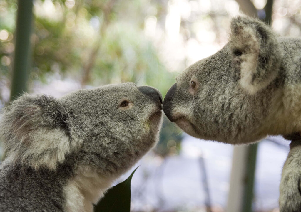 Charming Koalas Touch Noses: Peaceful Wallpaper with Soft Background