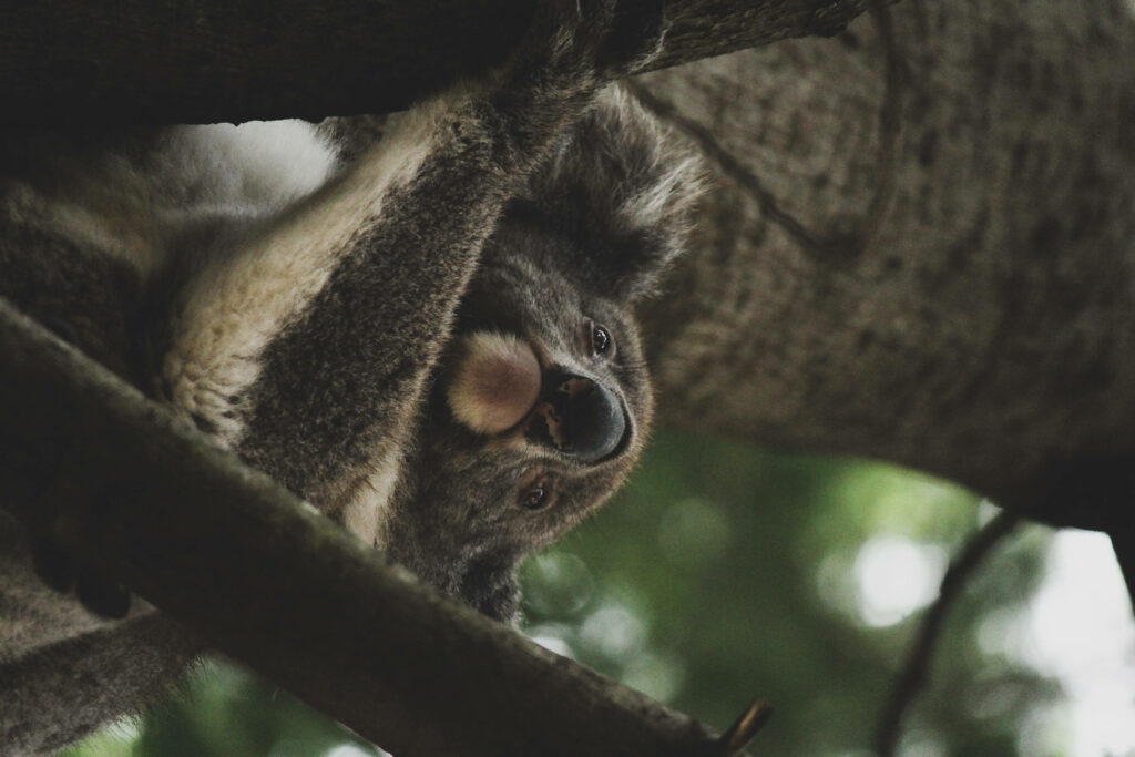 Charming Koala in Tree Branches - Serene Nature Wallpaper