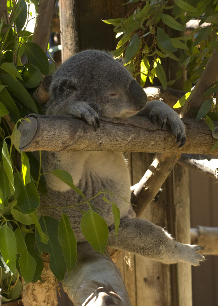 Sleepy Koala Wallpaper: Serene Nature Scene with Lush Leaves