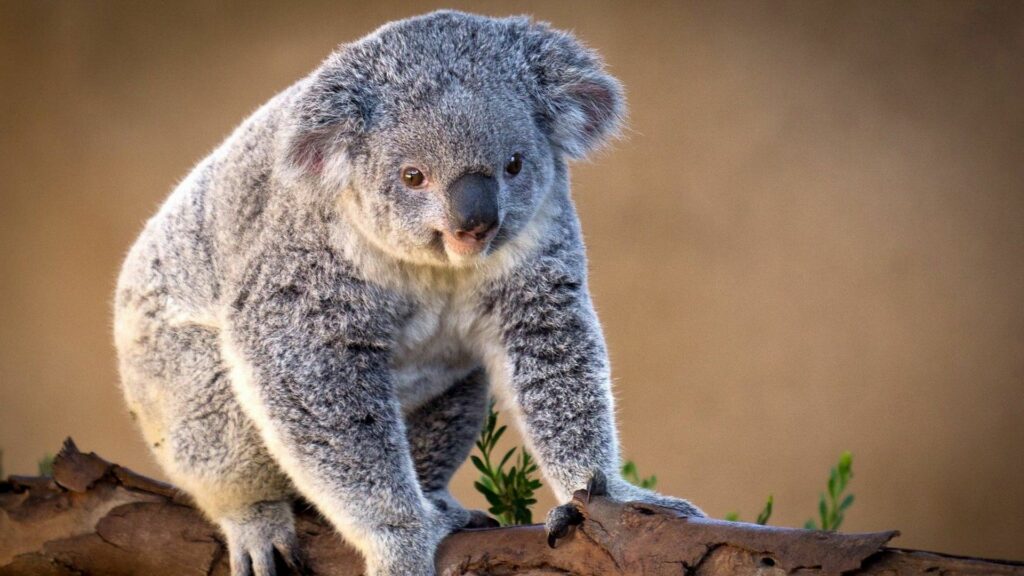 Charming Koala on Tree Branch: Serene Wallpaper for Nature Lovers