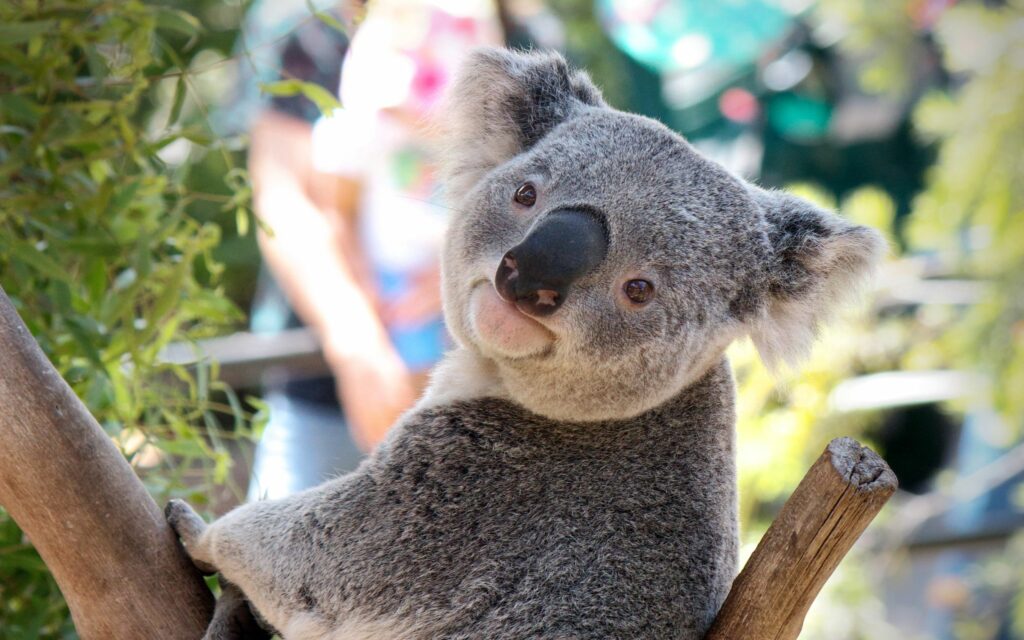 Charming Koala Wallpaper: Serene Nature Close-Up Background