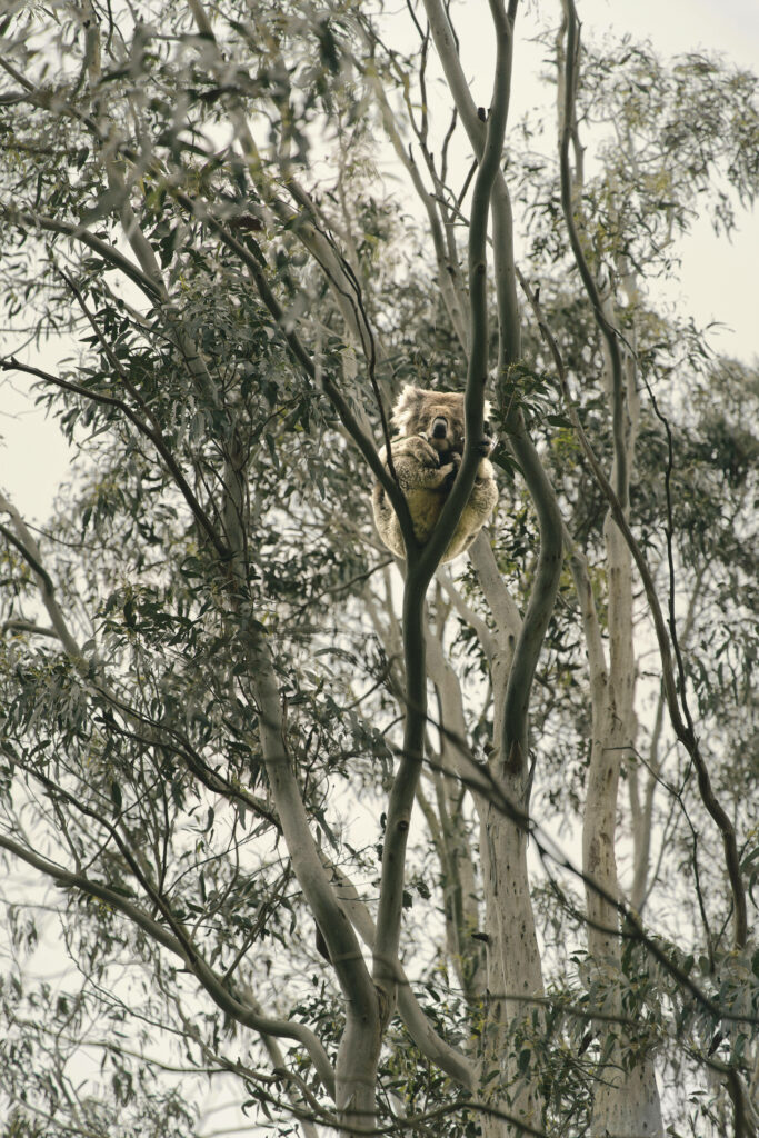 Charming Koala Wallpaper in Eucalyptus Tree - Serene Australian Background