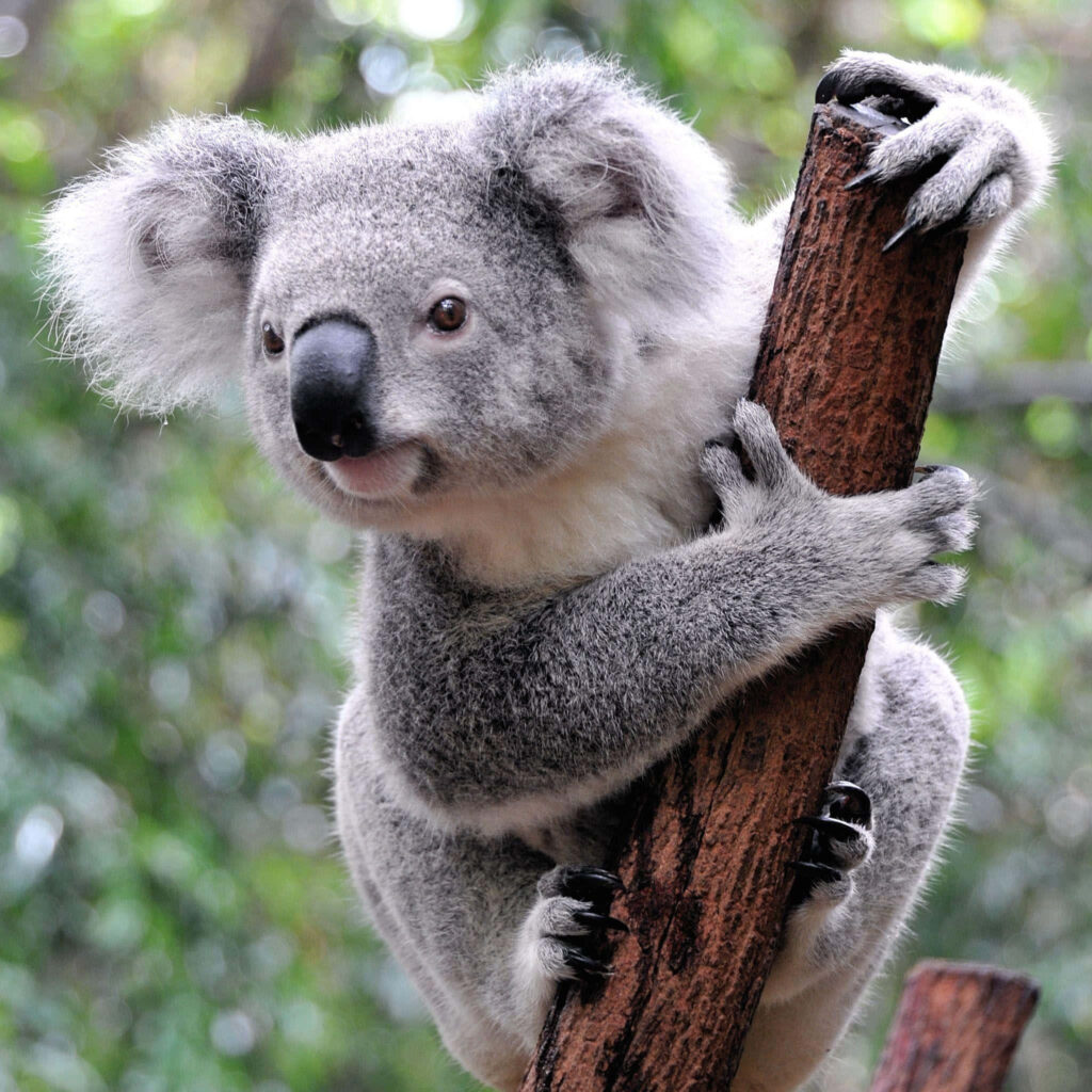 Charming Koala in Tree: Serene Grace Amidst Lush Greenery Wallpaper