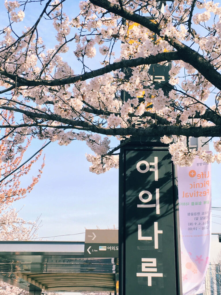 Serene Korean Street with Cherry Blossoms - Spring Wallpaper