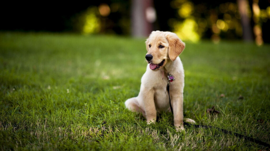 Golden-Brown Labrador Puppy Wallpaper on Lush Green Grass
