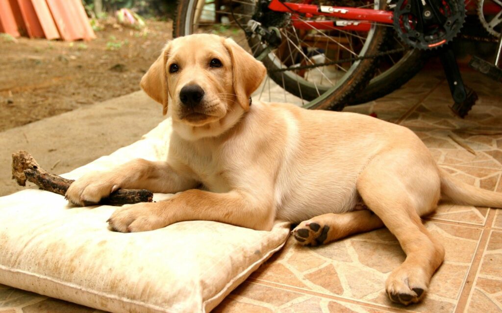 Adorable Labrador Puppy Relaxing on Cushion with Stick Outdoors Wallpaper
