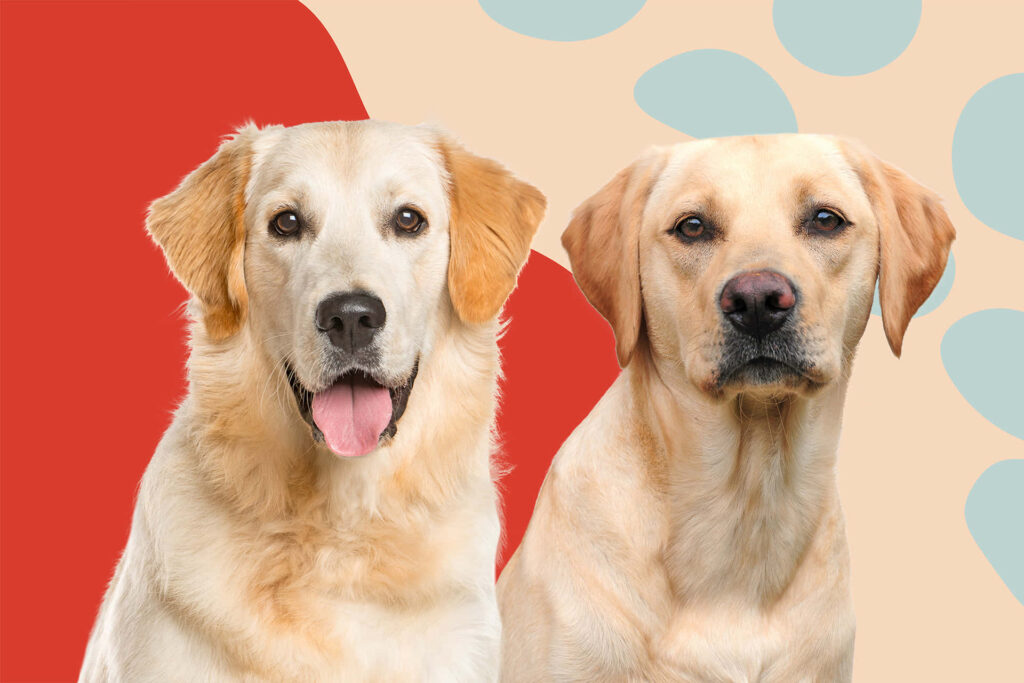 Charming Labrador Wallpaper: Happy Dogs on Vibrant Abstract Background