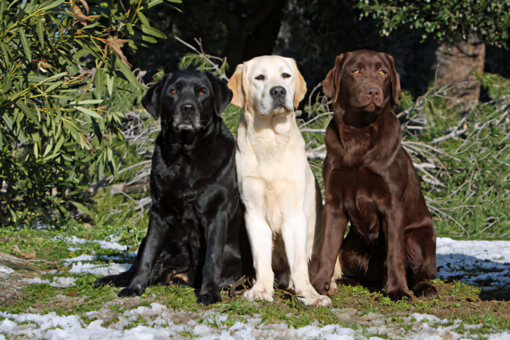 Charming Labrador Retrievers Wallpaper: Black, Yellow & Chocolate Dogs