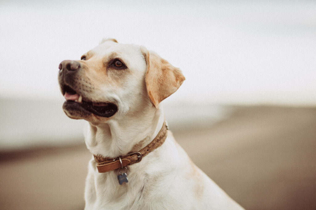 Charming Labrador Wallpaper: Leather Collar & Serene Outdoor Setting