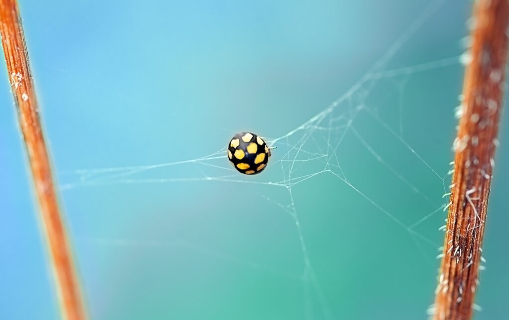 Ladybug on Spider Web: Yellow & Black Patterns Wallpaper Background