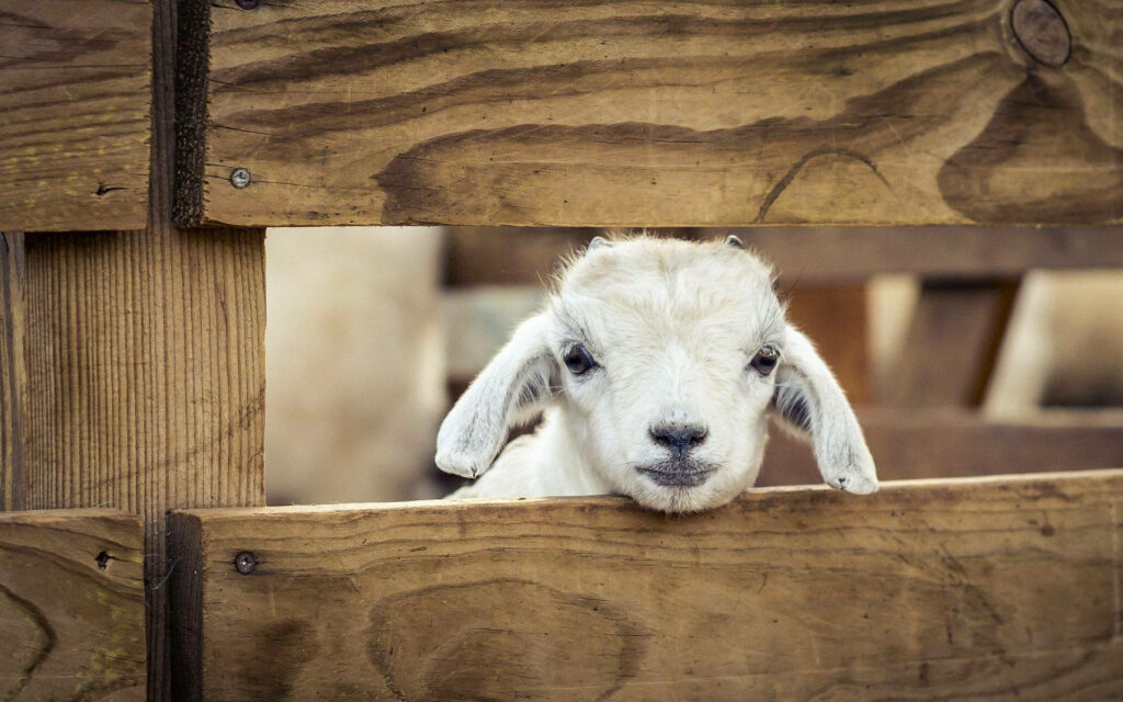 Charming Cute Lamb Peeking Through Rustic Wooden Fence Wallpaper