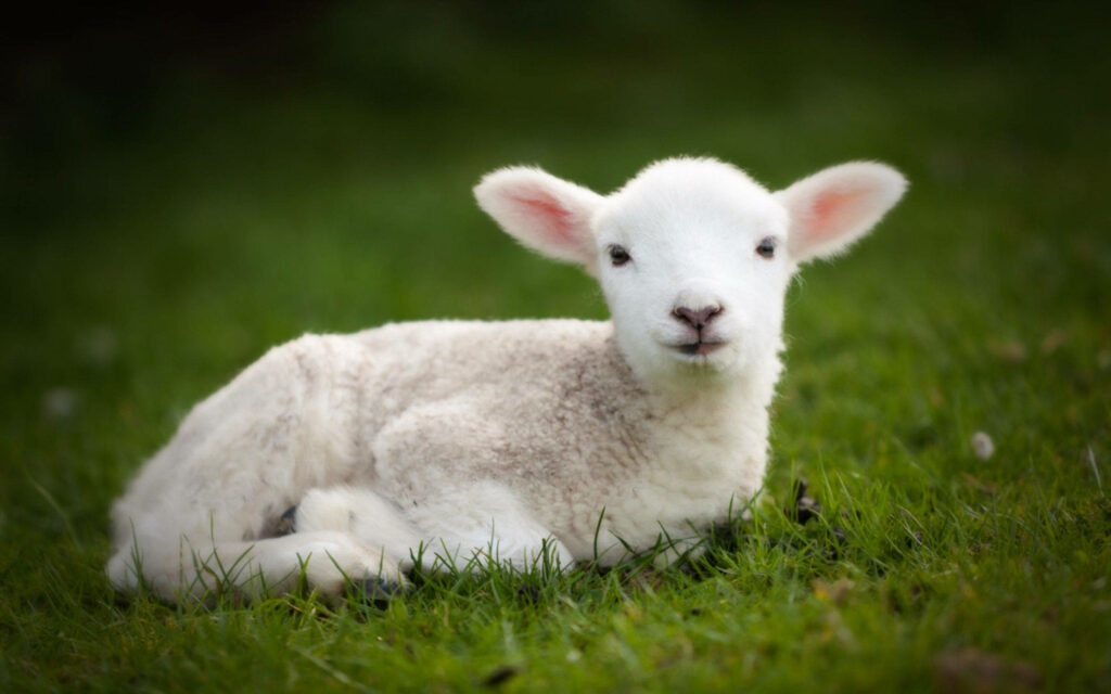Serene Lamb on Lush Grass Wallpaper - Tranquil Rural Scene