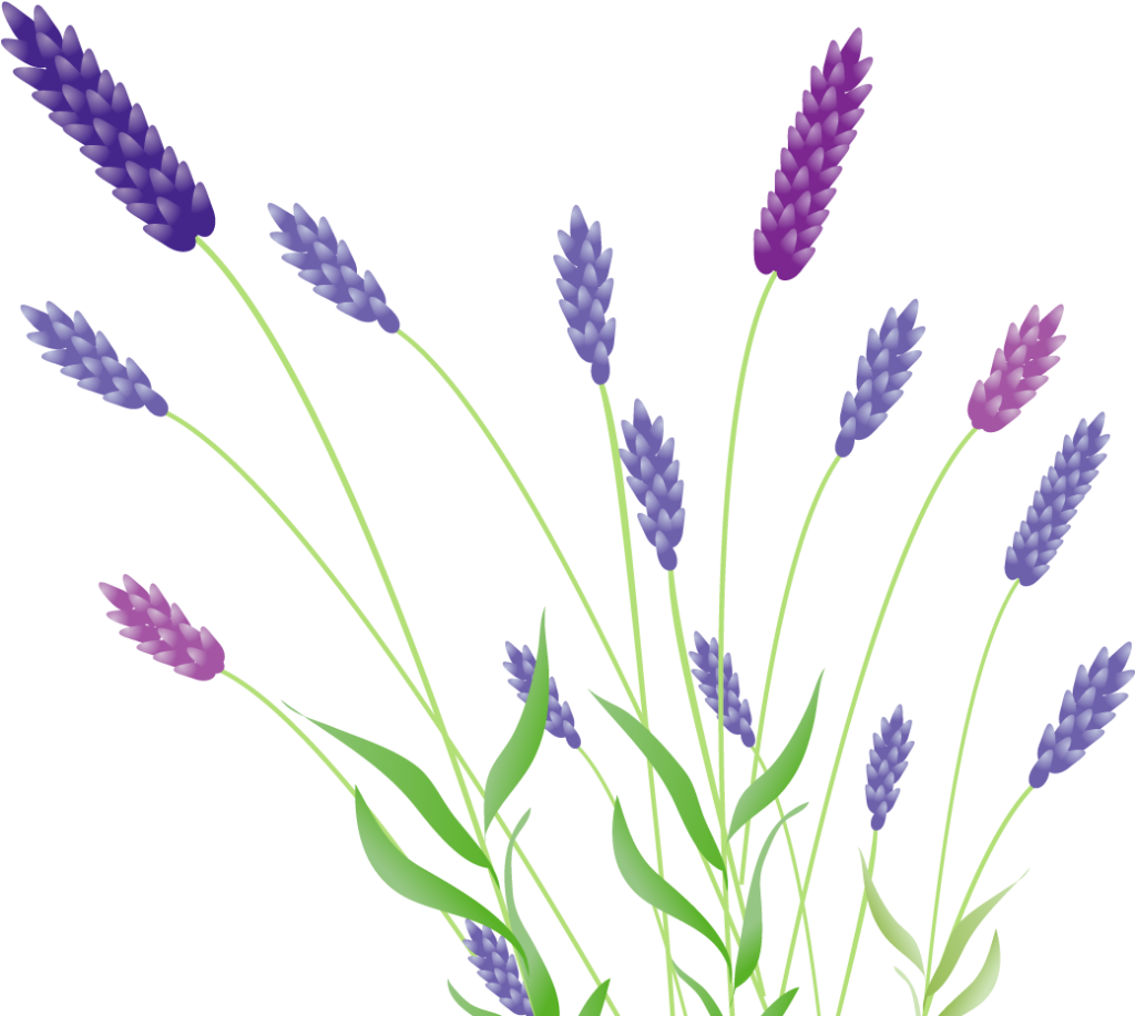 Charming Lavender Flower Wallpaper PNG - Colorful Floral Design