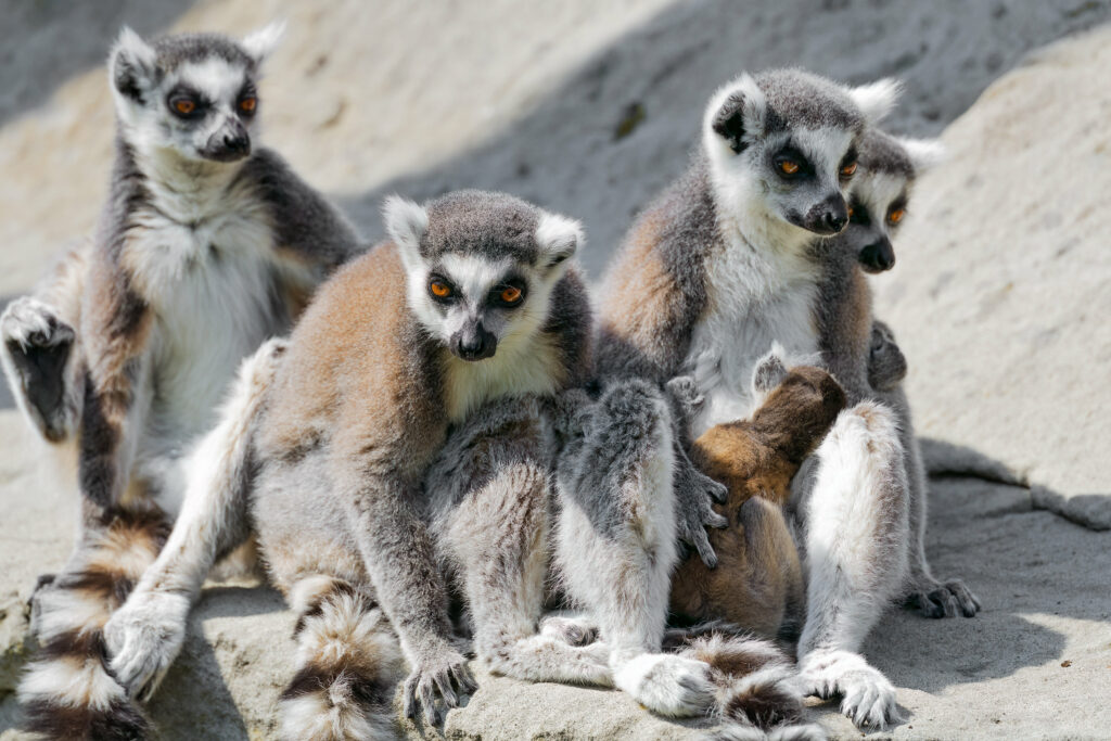 Charming Lemurs Lounging on Rocks - High-Resolution Wallpaper