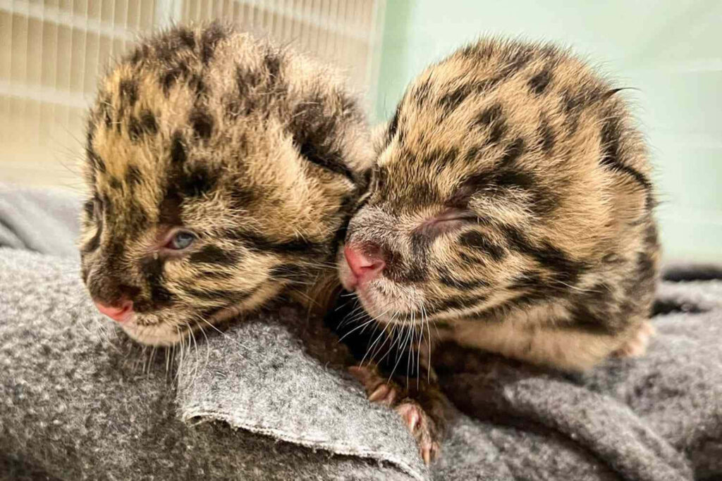 Adorable Leopard Cubs Snuggling - Heartwarming Animal Wallpaper