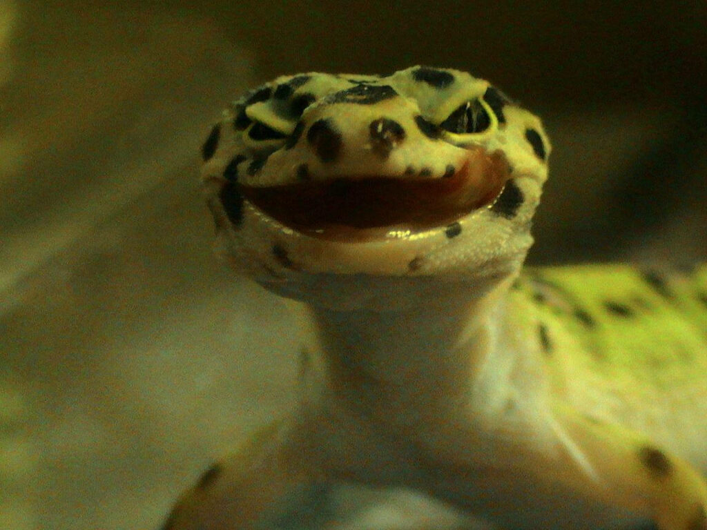 Charming Smiling Leopard Gecko Wallpaper with Unique Markings