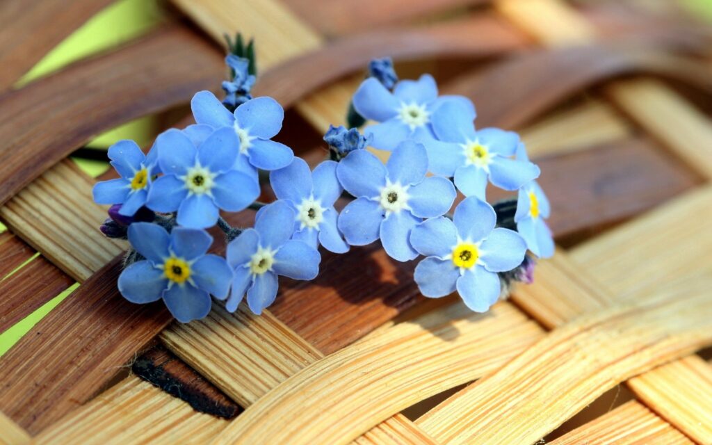Light Blue Flower Wallpaper on Woven Basket Background - Charming Design