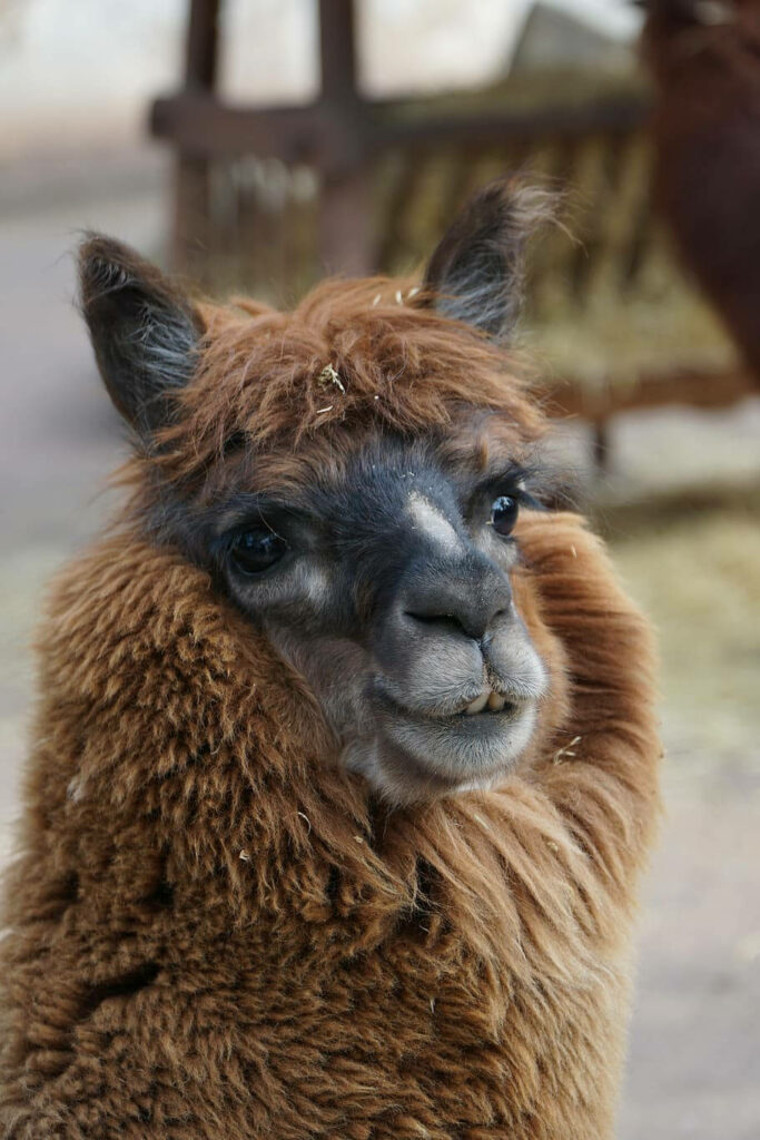 Charming Llama Wallpaper: Fluffy Brown Fur & Warm Cozy Vibes