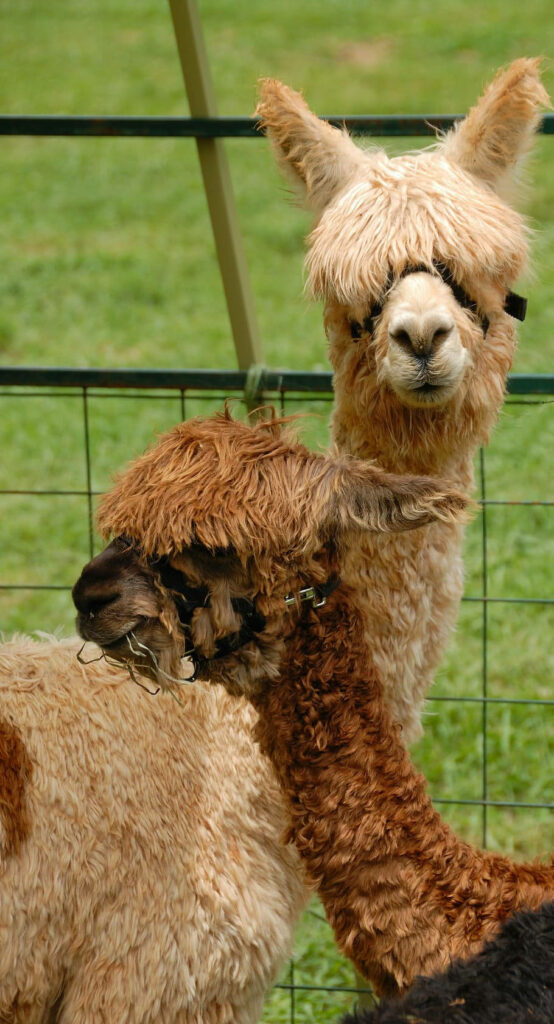 Charming Llamas in Cozy Green Pasture - Rustic Nature Wallpaper