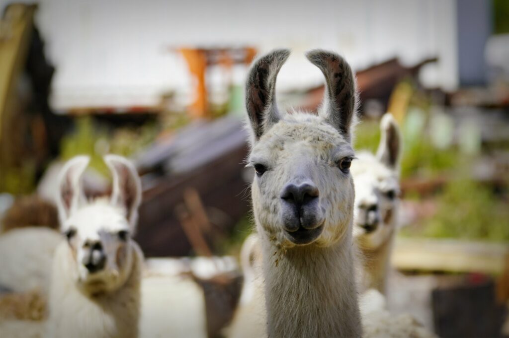 Charming Llamas in Nature: Humorous Wallpaper Highlighting Focused Llama
