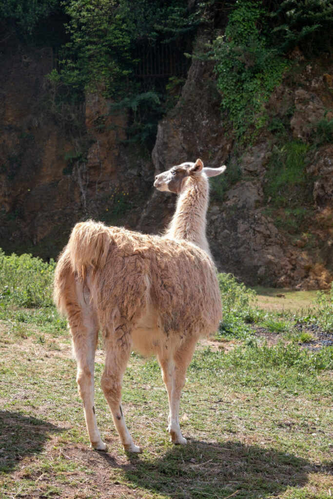 Charming Llama in Lush Greenery: Serene Pastoral Wallpaper