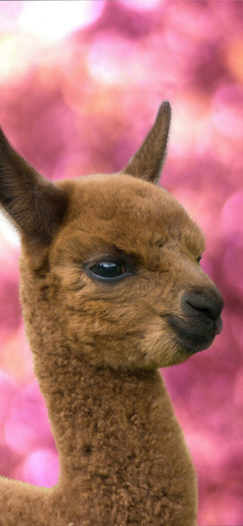Charming Llama Wallpaper with Vibrant Pink Bokeh Background