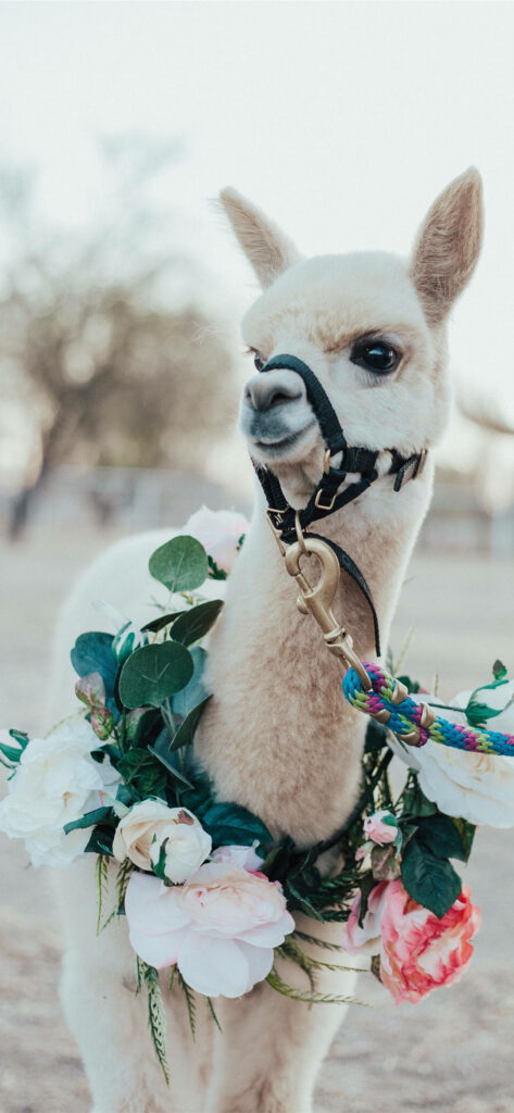 Playful Llama Wallpaper with Floral Garland for a Whimsical Touch