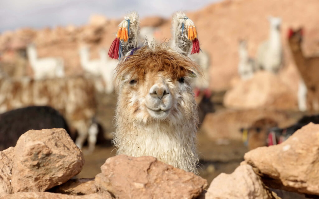 Playful Llama with Tassels Amidst Stunning Rock Formations Wallpaper