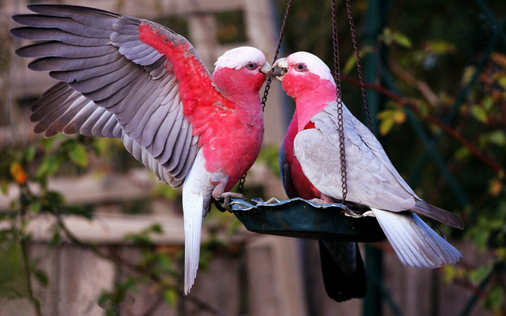 Charming Love Birds Wallpaper: Red & White Romance on a Swing