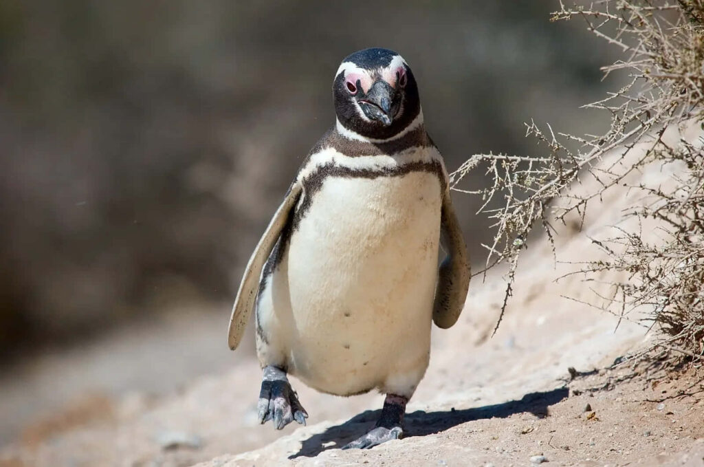 Charming Magellanic Penguin on Sandy Terrain - Serene Nature Background Wallpaper