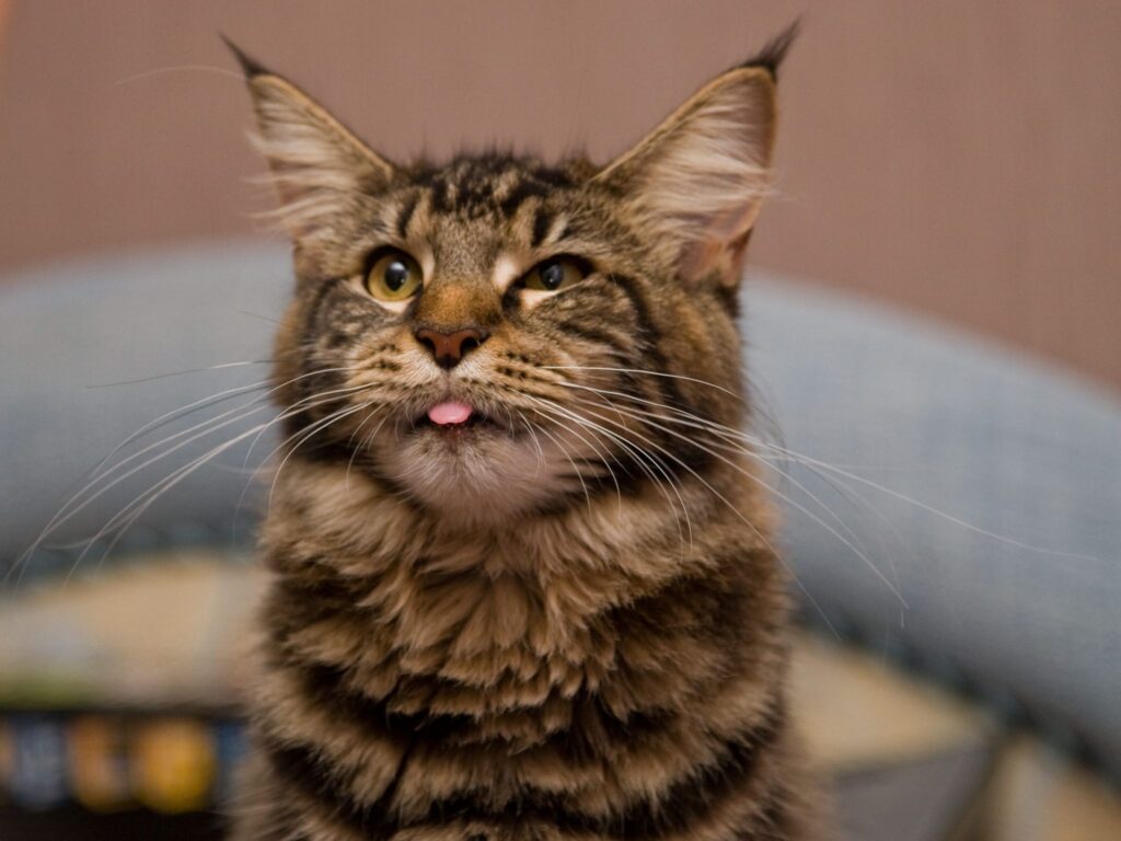 Charming Maine Coon Cat Wallpaper: Fluffy Fur & Playful Vibe